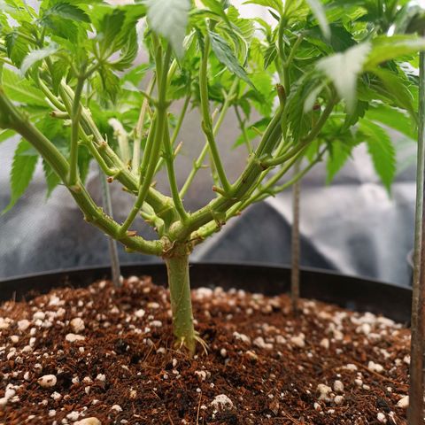 Tangie growlog timeline photo