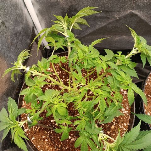 Tangie growlog timeline photo