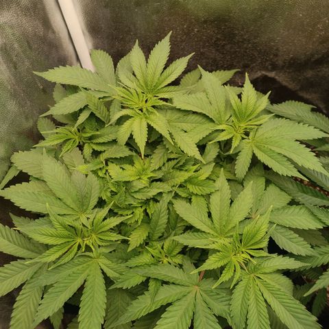 Tangie growlog timeline photo