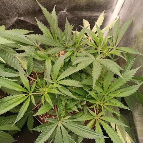Lemon Kush growlog timeline photo