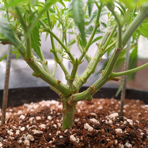 Lemon Kush growlog timeline photo