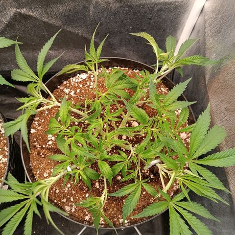 Lemon Kush growlog timeline photo