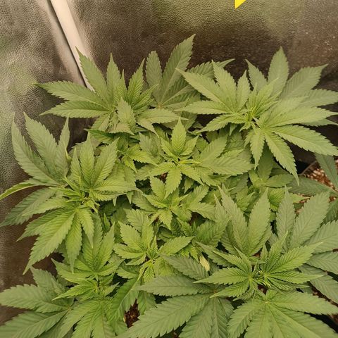 Tangie growlog timeline photo
