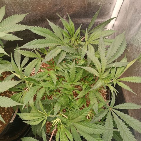 Lemon Kush growlog timeline photo