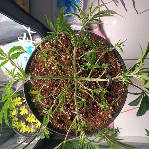 Lemon Kush growlog timeline photo