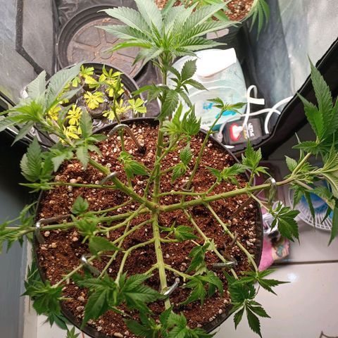 Tangie growlog timeline photo