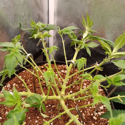 Tangie growlog timeline photo