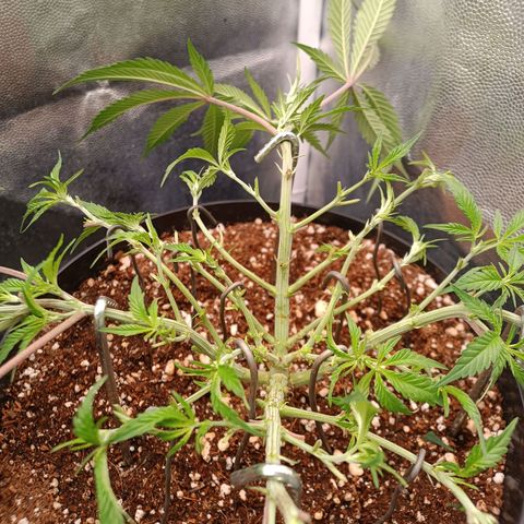Lemon Kush growlog timeline photo