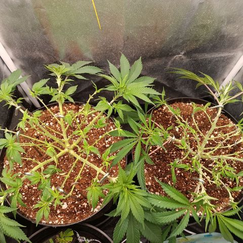Lemon Kush growlog timeline photo