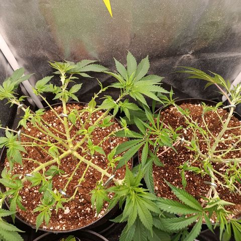 Tangie growlog timeline photo
