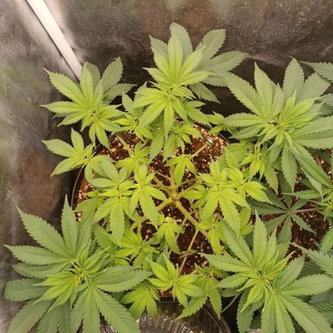 Tangie growlog timeline photo