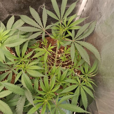 Lemon Kush growlog timeline photo