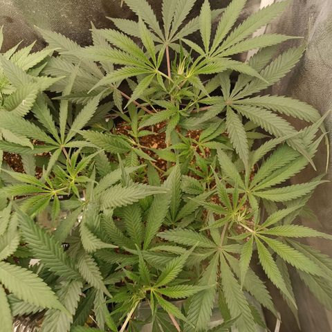 Lemon Kush growlog timeline photo