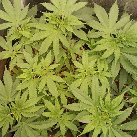 Tangie growlog timeline photo