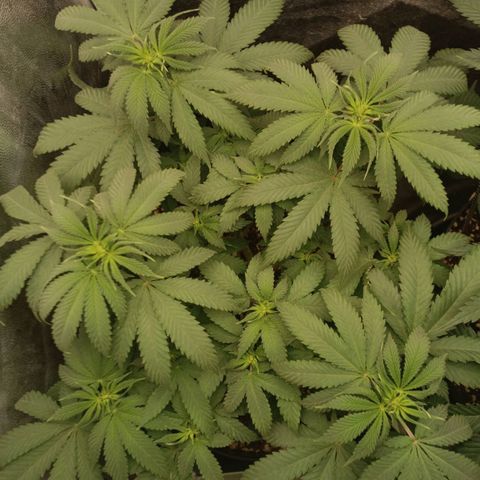 Tangie growlog timeline photo