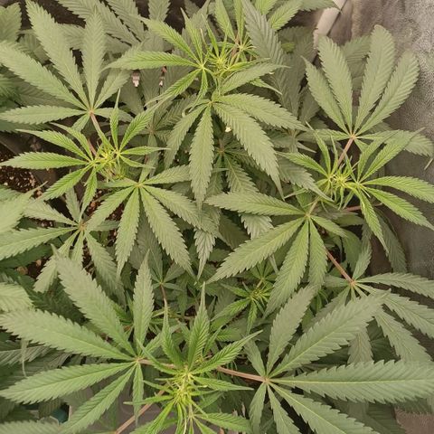 Lemon Kush growlog timeline photo