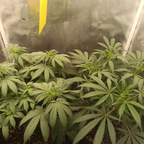 Lemon Kush growlog timeline photo