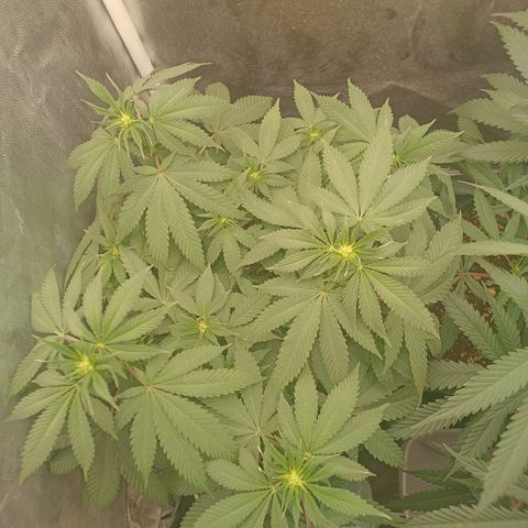 Tangie growlog timeline photo