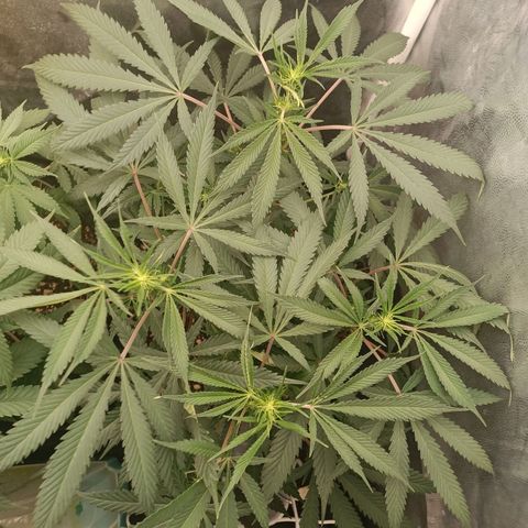 Lemon Kush growlog timeline photo