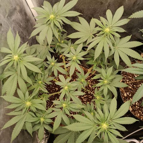 Tangie growlog timeline photo