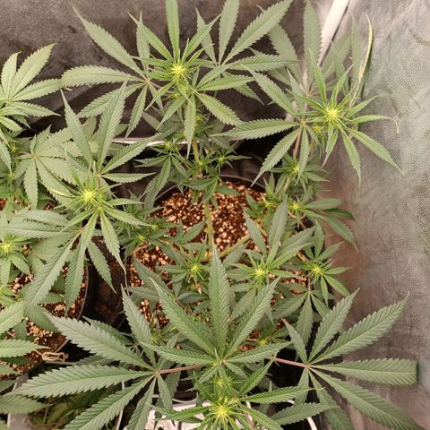 Lemon Kush growlog timeline photo