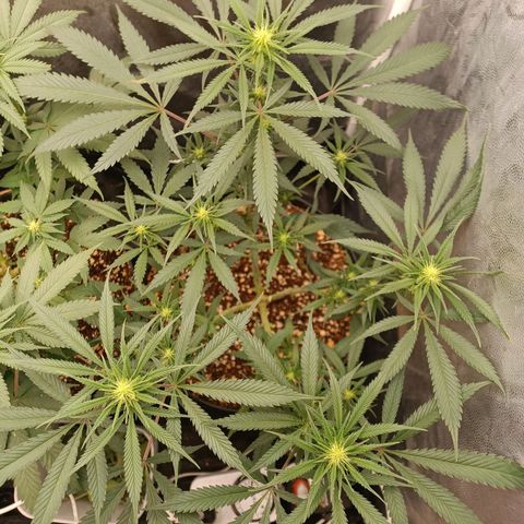 Lemon Kush growlog timeline photo