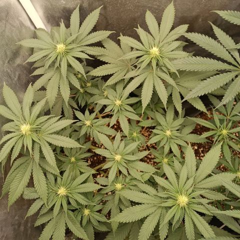 Tangie growlog timeline photo