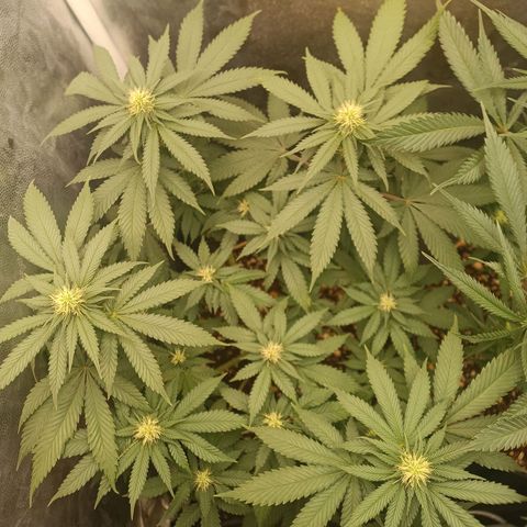 Tangie growlog timeline photo