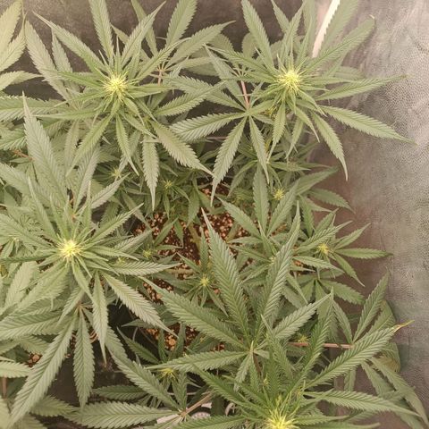 Lemon Kush growlog timeline photo