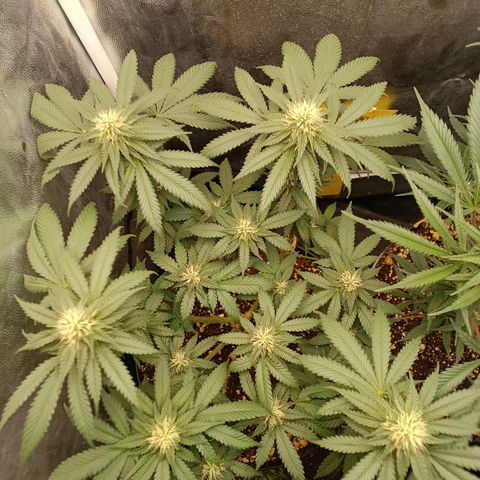 Tangie growlog timeline photo