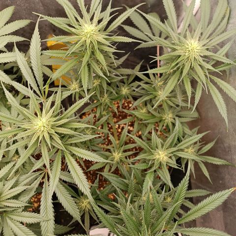 Lemon Kush growlog timeline photo
