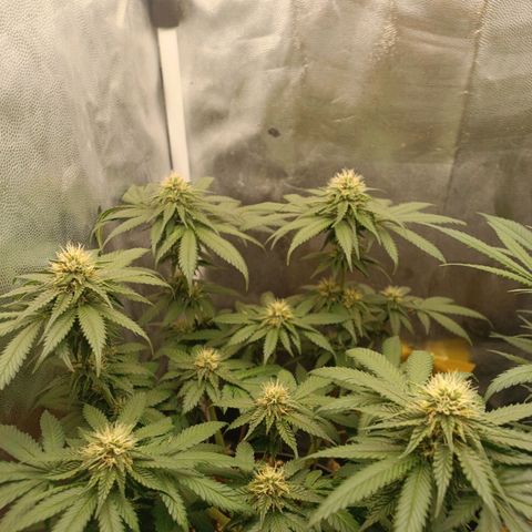 Tangie growlog timeline photo