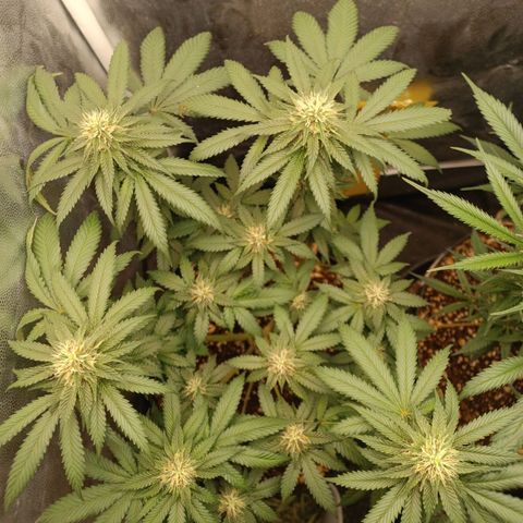 Tangie growlog timeline photo