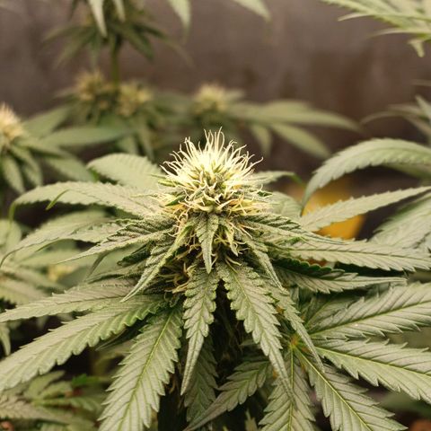 Tangie growlog timeline photo