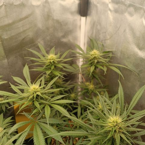 Lemon Kush growlog timeline photo