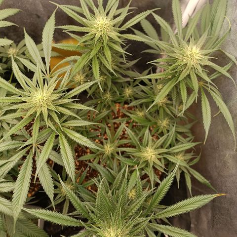 Lemon Kush growlog timeline photo