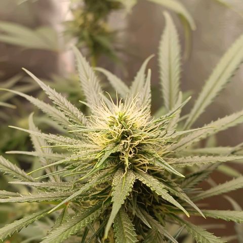 Lemon Kush growlog timeline photo