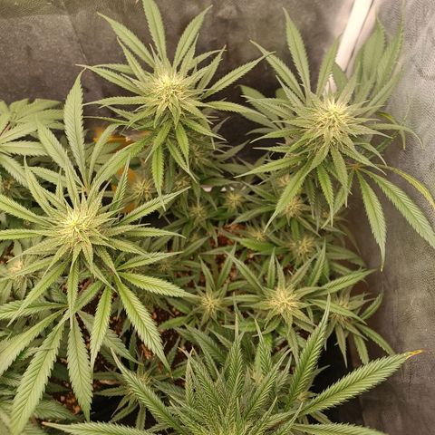Lemon Kush growlog timeline photo