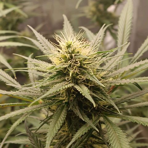 Lemon Kush growlog timeline photo