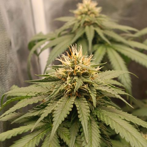Tangie growlog timeline photo