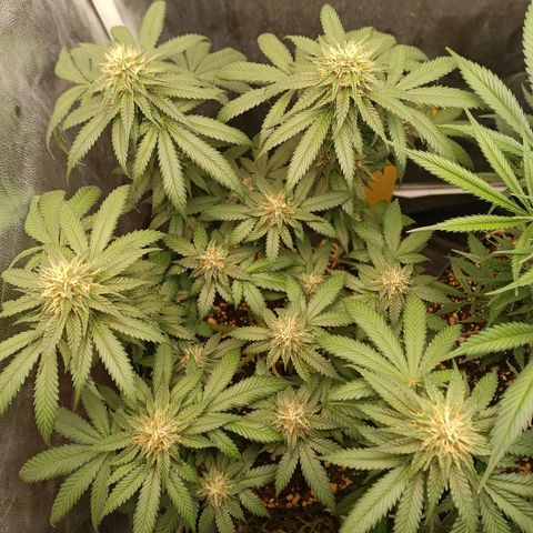 Tangie growlog timeline photo