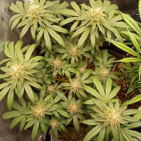 Tangie growlog timeline photo