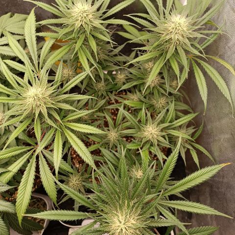 Lemon Kush growlog timeline photo