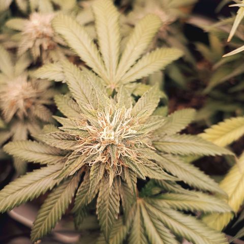 Tangie growlog timeline photo