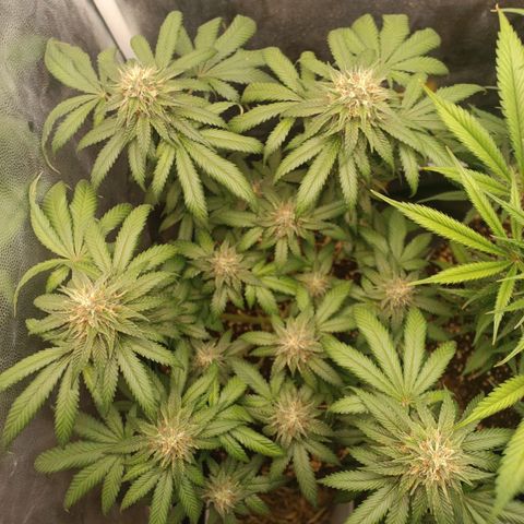 Tangie growlog timeline photo