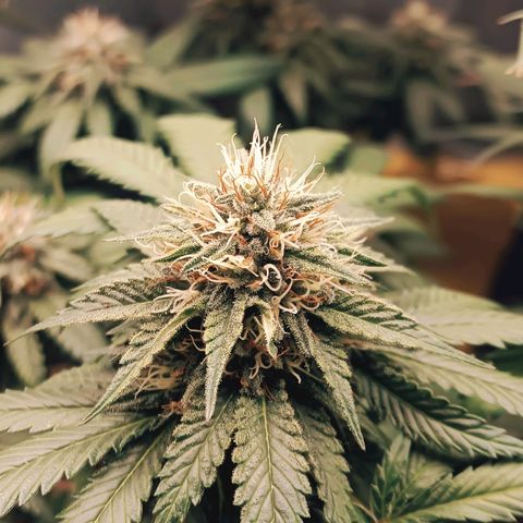 Tangie growlog timeline photo