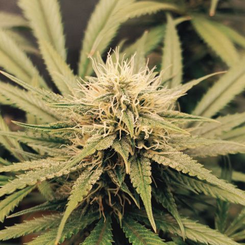 Lemon Kush growlog timeline photo
