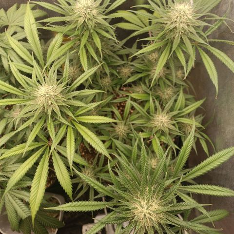 Lemon Kush growlog timeline photo