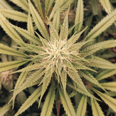 Lemon Kush growlog timeline photo
