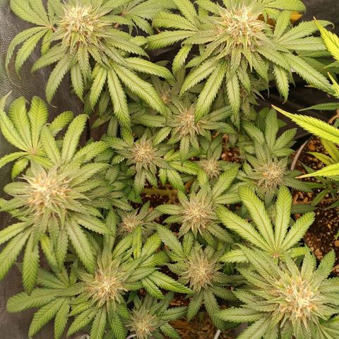 Tangie growlog timeline photo